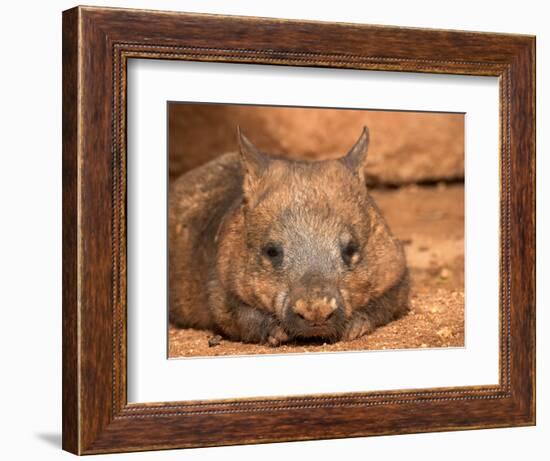 Southern Hairy-Nosed Wombat, Australia-David Wall-Framed Photographic Print