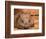 Southern Hairy-Nosed Wombat, Australia-David Wall-Framed Photographic Print