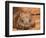 Southern Hairy-Nosed Wombat, Australia-David Wall-Framed Photographic Print