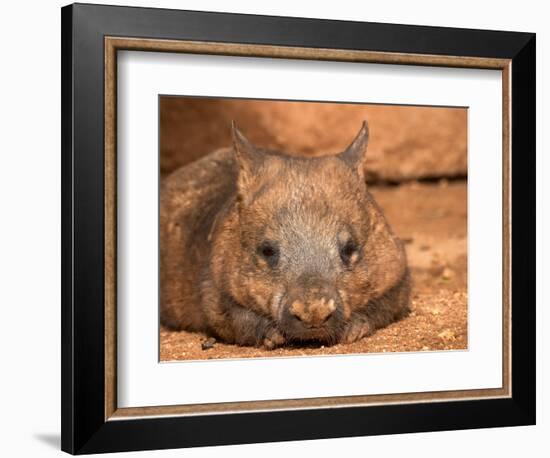 Southern Hairy-Nosed Wombat, Australia-David Wall-Framed Photographic Print