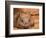 Southern Hairy-Nosed Wombat, Australia-David Wall-Framed Photographic Print