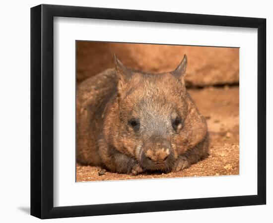 Southern Hairy-Nosed Wombat, Australia-David Wall-Framed Photographic Print