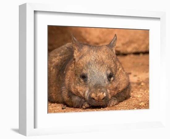 Southern Hairy-Nosed Wombat, Australia-David Wall-Framed Photographic Print