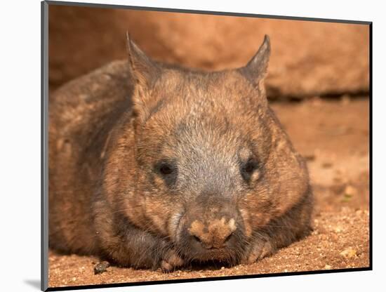 Southern Hairy-Nosed Wombat, Australia-David Wall-Mounted Photographic Print