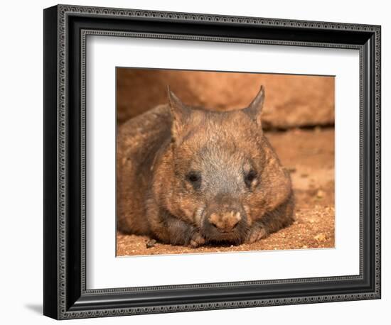 Southern Hairy-Nosed Wombat, Australia-David Wall-Framed Photographic Print