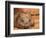 Southern Hairy-Nosed Wombat, Australia-David Wall-Framed Photographic Print