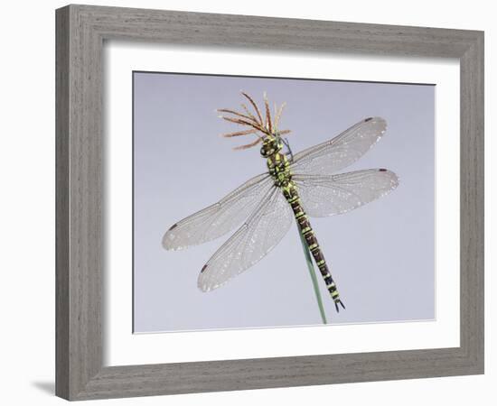 Southern Hawker Dragonfly (Aeshna Cyanea) Female, UK-Kim Taylor-Framed Photographic Print