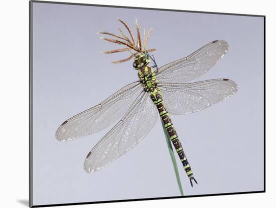 Southern Hawker Dragonfly (Aeshna Cyanea) Female, UK-Kim Taylor-Mounted Photographic Print