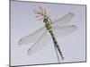 Southern Hawker Dragonfly (Aeshna Cyanea) Female, UK-Kim Taylor-Mounted Photographic Print
