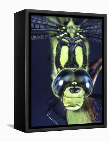 Southern Hawker Dragonfly (Aeshna Cyanea) Male, Close-Up of Eyes, UK-Kim Taylor-Framed Premier Image Canvas