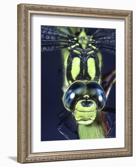 Southern Hawker Dragonfly (Aeshna Cyanea) Male, Close-Up of Eyes, UK-Kim Taylor-Framed Photographic Print