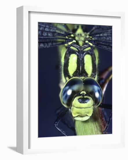 Southern Hawker Dragonfly (Aeshna Cyanea) Male, Close-Up of Eyes, UK-Kim Taylor-Framed Photographic Print