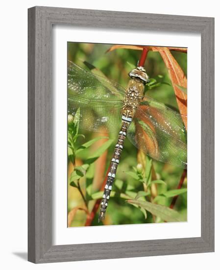 Southern Hawker Dragonfly Broxwater, Cornwall, UK-Ross Hoddinott-Framed Photographic Print