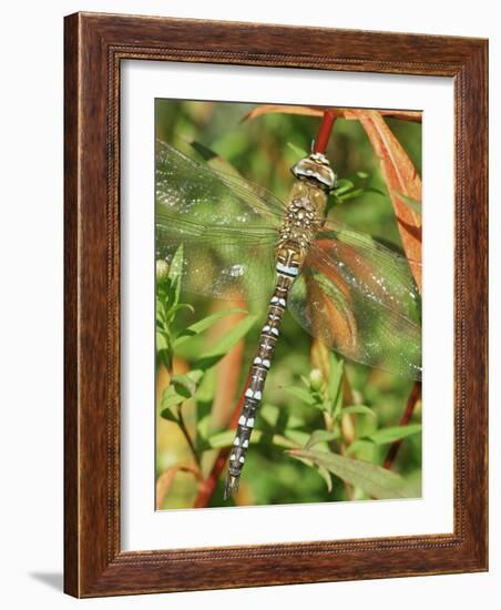 Southern Hawker Dragonfly Broxwater, Cornwall, UK-Ross Hoddinott-Framed Photographic Print