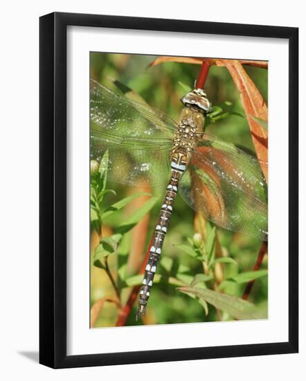 Southern Hawker Dragonfly Broxwater, Cornwall, UK-Ross Hoddinott-Framed Photographic Print