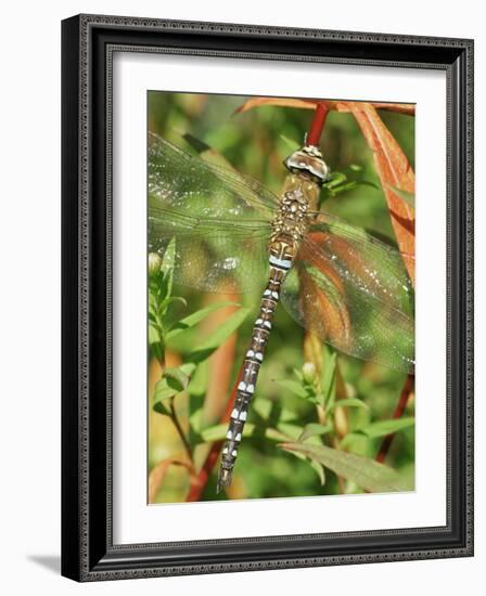 Southern Hawker Dragonfly Broxwater, Cornwall, UK-Ross Hoddinott-Framed Photographic Print