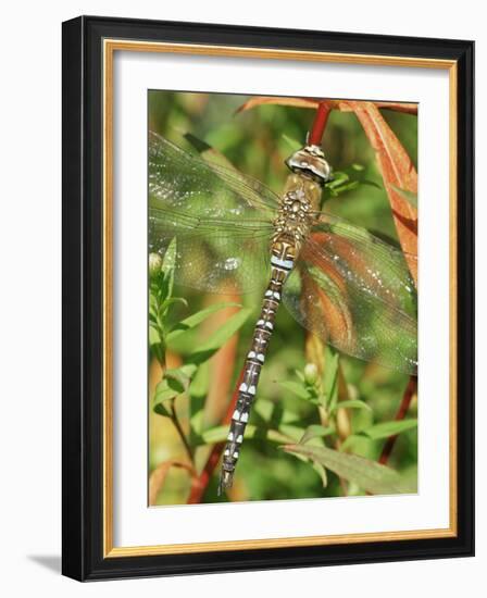 Southern Hawker Dragonfly Broxwater, Cornwall, UK-Ross Hoddinott-Framed Photographic Print