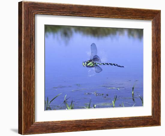 Southern Hawker Dragonfly Male Hovering Over Pond, UK-Kim Taylor-Framed Photographic Print