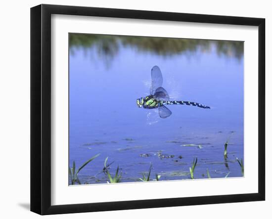 Southern Hawker Dragonfly Male Hovering Over Pond, UK-Kim Taylor-Framed Photographic Print