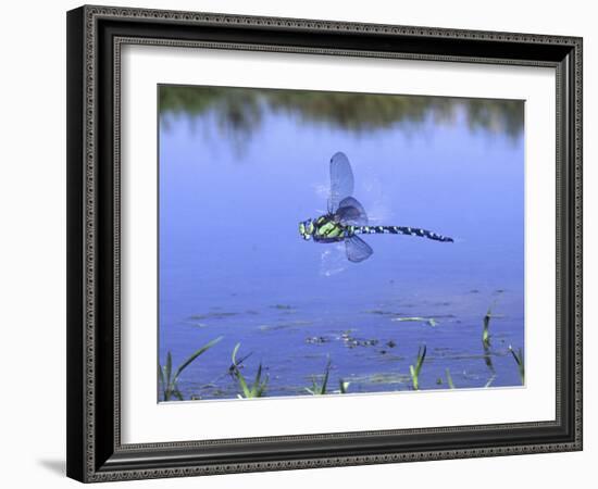 Southern Hawker Dragonfly Male Hovering Over Pond, UK-Kim Taylor-Framed Photographic Print