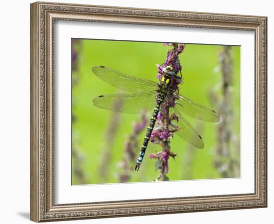 Southern Hawker Dragonfly Resting on Purple Loosestrife Flower, Hertfordshire, England, UK-Andy Sands-Framed Photographic Print