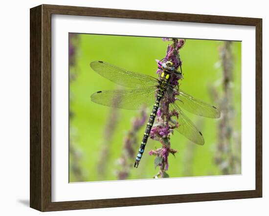 Southern Hawker Dragonfly Resting on Purple Loosestrife Flower, Hertfordshire, England, UK-Andy Sands-Framed Photographic Print