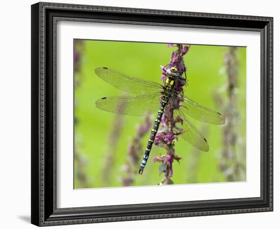 Southern Hawker Dragonfly Resting on Purple Loosestrife Flower, Hertfordshire, England, UK-Andy Sands-Framed Photographic Print
