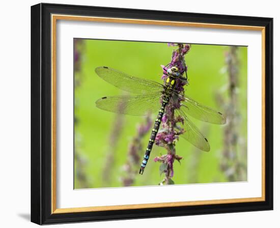 Southern Hawker Dragonfly Resting on Purple Loosestrife Flower, Hertfordshire, England, UK-Andy Sands-Framed Photographic Print