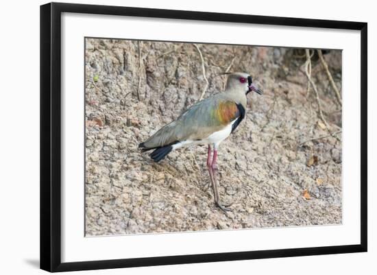 Southern Lapwing (Vanellus Chilensis), Pantanal, Mato Grosso, Brazil, South America-G&M Therin-Weise-Framed Photographic Print