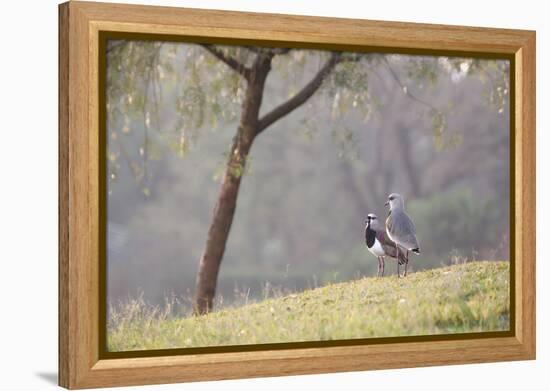 Southern Lapwing, Vanellus Chilensis, Standing by a Tree in Ibirapuera Park-Alex Saberi-Framed Premier Image Canvas