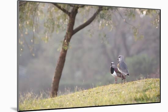 Southern Lapwing, Vanellus Chilensis, Standing by a Tree in Ibirapuera Park-Alex Saberi-Mounted Photographic Print