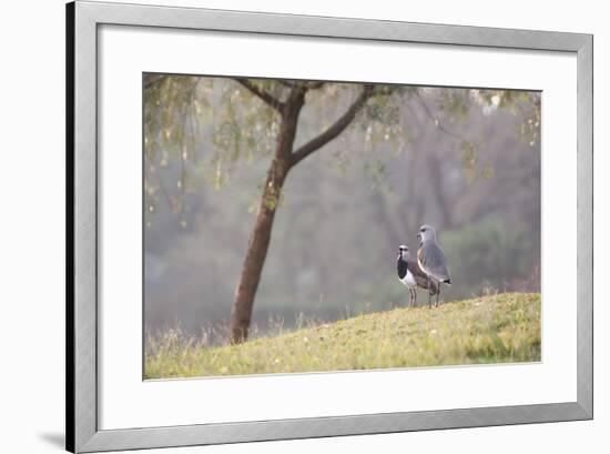 Southern Lapwing, Vanellus Chilensis, Standing by a Tree in Ibirapuera Park-Alex Saberi-Framed Photographic Print