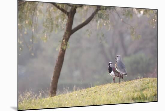 Southern Lapwing, Vanellus Chilensis, Standing by a Tree in Ibirapuera Park-Alex Saberi-Mounted Photographic Print