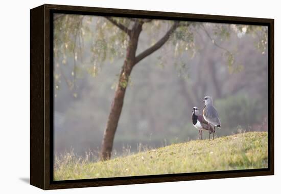 Southern Lapwings, Vanellus Chilensis, in Ibirapueara Park, Sao Paulo-Alex Saberi-Framed Premier Image Canvas