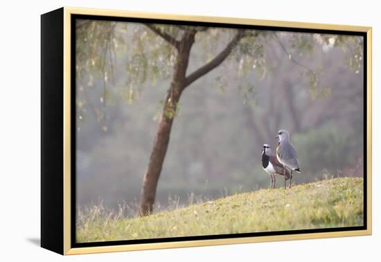 Southern Lapwings, Vanellus Chilensis, in Ibirapueara Park, Sao Paulo-Alex Saberi-Framed Premier Image Canvas