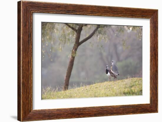 Southern Lapwings, Vanellus Chilensis, in Ibirapueara Park, Sao Paulo-Alex Saberi-Framed Photographic Print