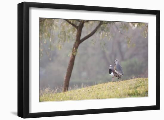 Southern Lapwings, Vanellus Chilensis, in Ibirapueara Park, Sao Paulo-Alex Saberi-Framed Photographic Print
