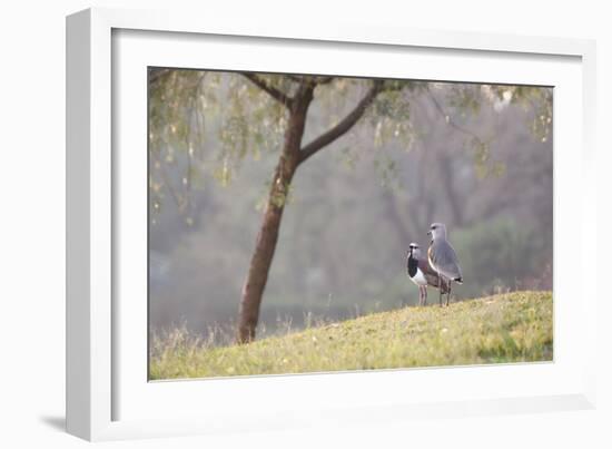 Southern Lapwings, Vanellus Chilensis, in Ibirapueara Park, Sao Paulo-Alex Saberi-Framed Photographic Print