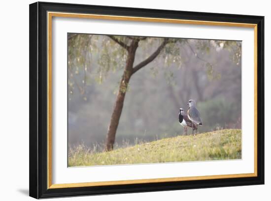 Southern Lapwings, Vanellus Chilensis, in Ibirapueara Park, Sao Paulo-Alex Saberi-Framed Photographic Print