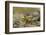 Southern Leopard Frog, Rana Sphenocephala, Kentucky-Adam Jones-Framed Photographic Print