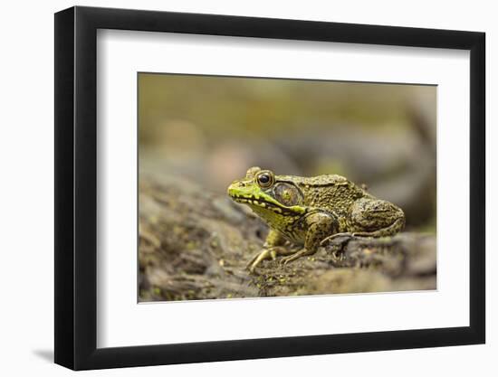 Southern Leopard Frog, Rana Sphenocephala, Kentucky-Adam Jones-Framed Photographic Print