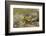 Southern Leopard Frog, Rana Sphenocephala, Kentucky-Adam Jones-Framed Photographic Print