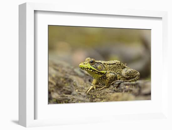 Southern Leopard Frog, Rana Sphenocephala, Kentucky-Adam Jones-Framed Photographic Print