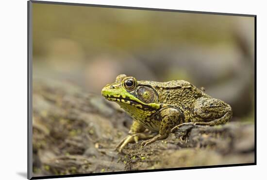 Southern Leopard Frog, Rana Sphenocephala, Kentucky-Adam Jones-Mounted Photographic Print
