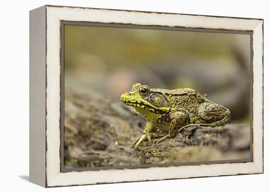 Southern Leopard Frog, Rana Sphenocephala, Kentucky-Adam Jones-Framed Premier Image Canvas