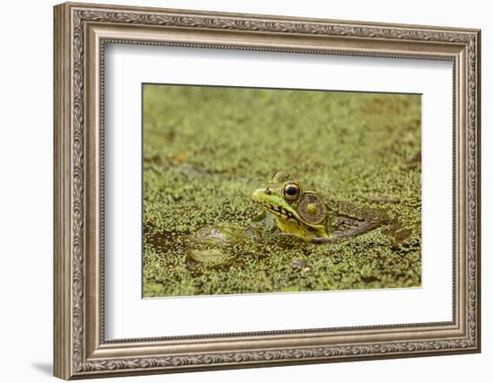 Southern Leopard Frog, Rana sphenocephala, Kentucky-Adam Jones-Framed Photographic Print