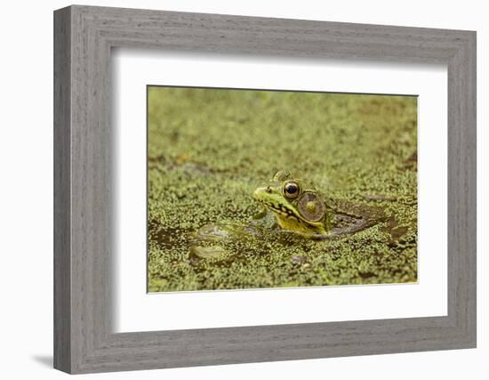 Southern Leopard Frog, Rana sphenocephala, Kentucky-Adam Jones-Framed Photographic Print