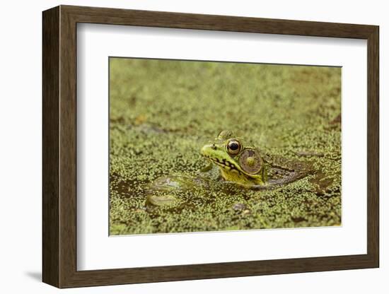 Southern Leopard Frog, Rana sphenocephala, Kentucky-Adam Jones-Framed Photographic Print