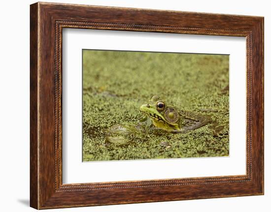 Southern Leopard Frog, Rana sphenocephala, Kentucky-Adam Jones-Framed Photographic Print