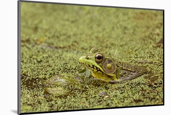 Southern Leopard Frog, Rana sphenocephala, Kentucky-Adam Jones-Mounted Photographic Print